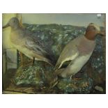 Cased Pair of Widgeon, in naturalistic setting, by H J Penwill of Totnes, 16” x 19” x 8” (A/F)