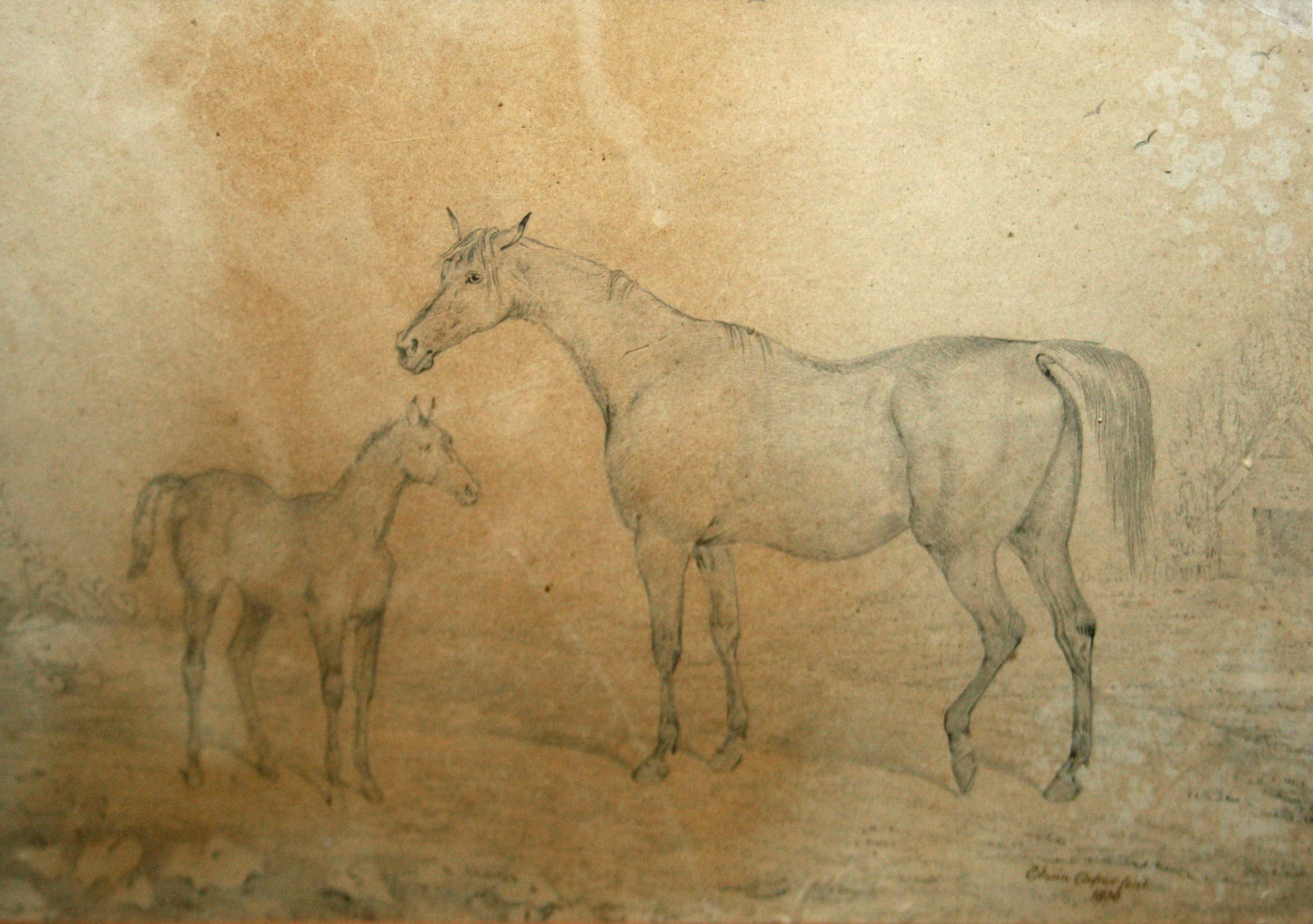 EDWIN COOPER (1785-1833, BRITISH) 
Mare and Foal
pencil drawing, signed and dated 1830 lower right