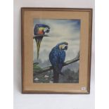 Framed Ornithological oil painting study of Blue Macaws on tree boughs, signed, 55.5cm x 40cm