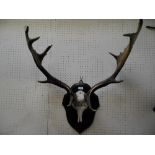 Fallow antlers mounted on an oak shield with inscription P.C.H New Forest Buck Hounds Broom April