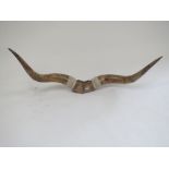 Large set of cow horns, 135l