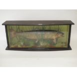 Brown trout mounted glass front case with inscription Salza Austria, 6.5 lbs 1948