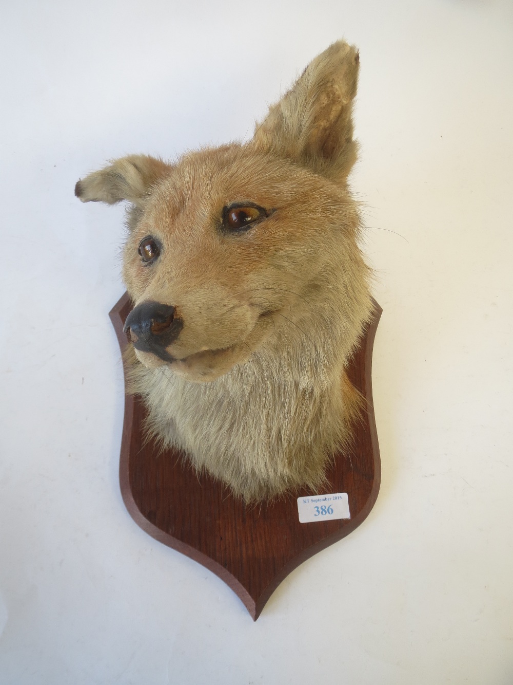 P Spicer & Sons of Leamington fox mask on oak shield