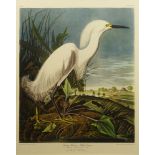 after: John James Audubon, American (1785-1851)  Color Lithograph "Snowy Heron or White Egret"