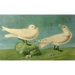 after: John James Audubon, American (1785-1851)  Aquatint "Ivory Gulls"  Plate CCLXXXVII No. 58.