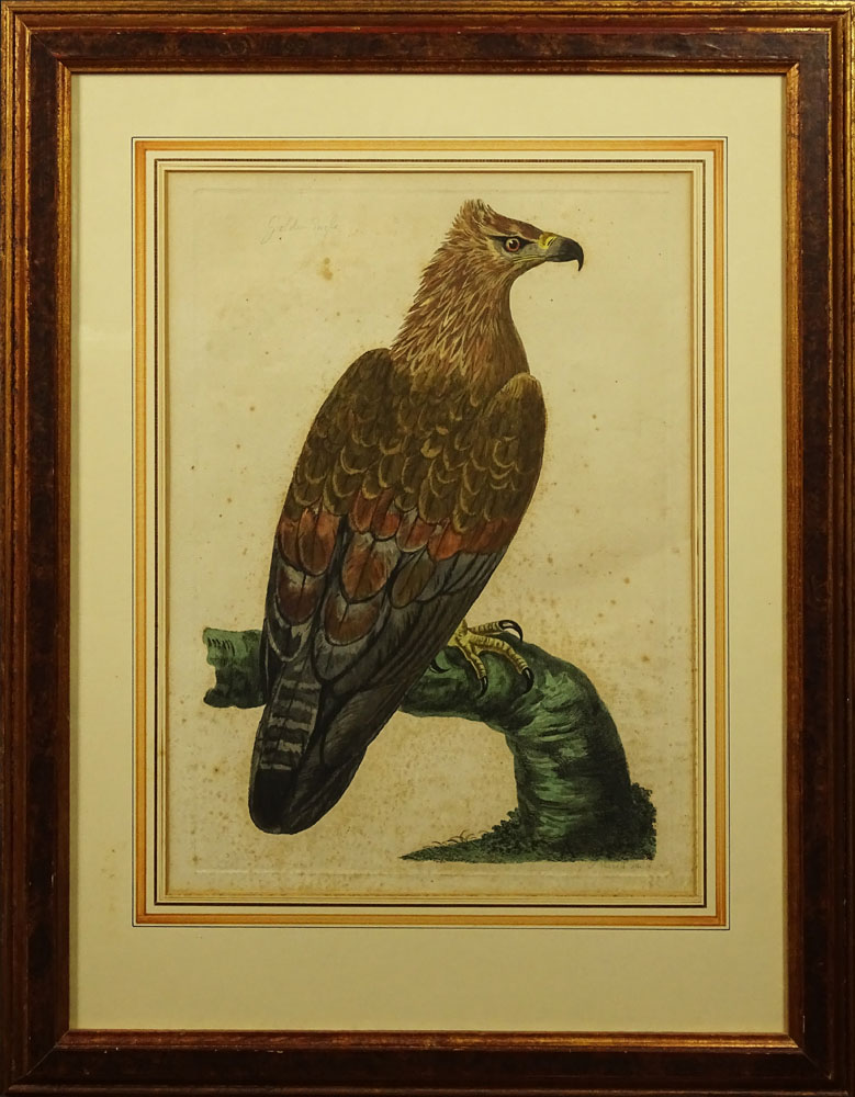 Peter Mazell, (British) Hand Colored Etching "Golden Eagle"  Signed and Titled in the Print. - Image 2 of 3