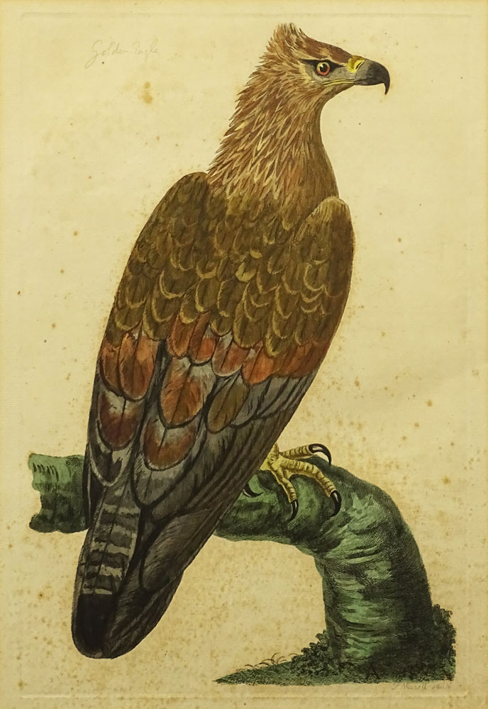 Peter Mazell, (British) Hand Colored Etching "Golden Eagle"  Signed and Titled in the Print.