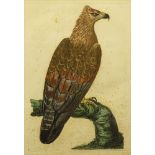 Peter Mazell, (British) Hand Colored Etching "Golden Eagle"  Signed and Titled in the Print.