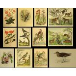 Lot of 11 vintage hand colored prints. Animal, bird and floral themes. From various sources