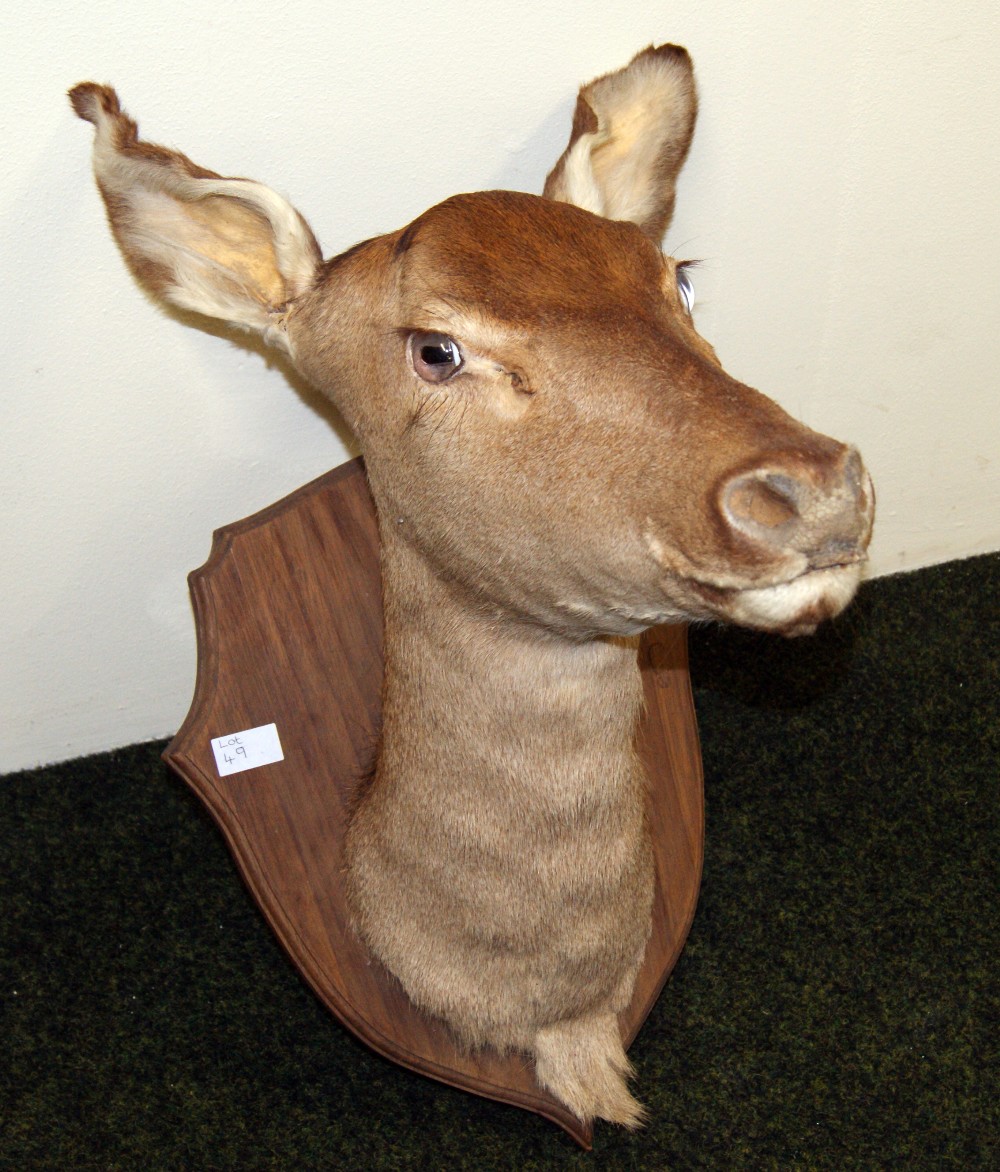 Taxidermy,