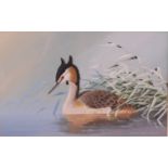 Terence James Bond (b.1946) - Great crested grebe, watercolour, signed and dated lower right '73, 29