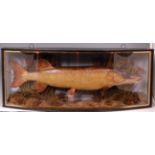 Attributed to J Cooper & Sons - An early 20th century stuffed and cased pike,