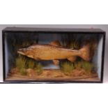 Attributed to J Cooper & Sons - A stuffed and mounted brown trout, in glazed display case,