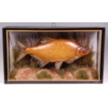 A stuffed and mounted bream, by W F Homer of Forest Gate, London, in glazed display case,