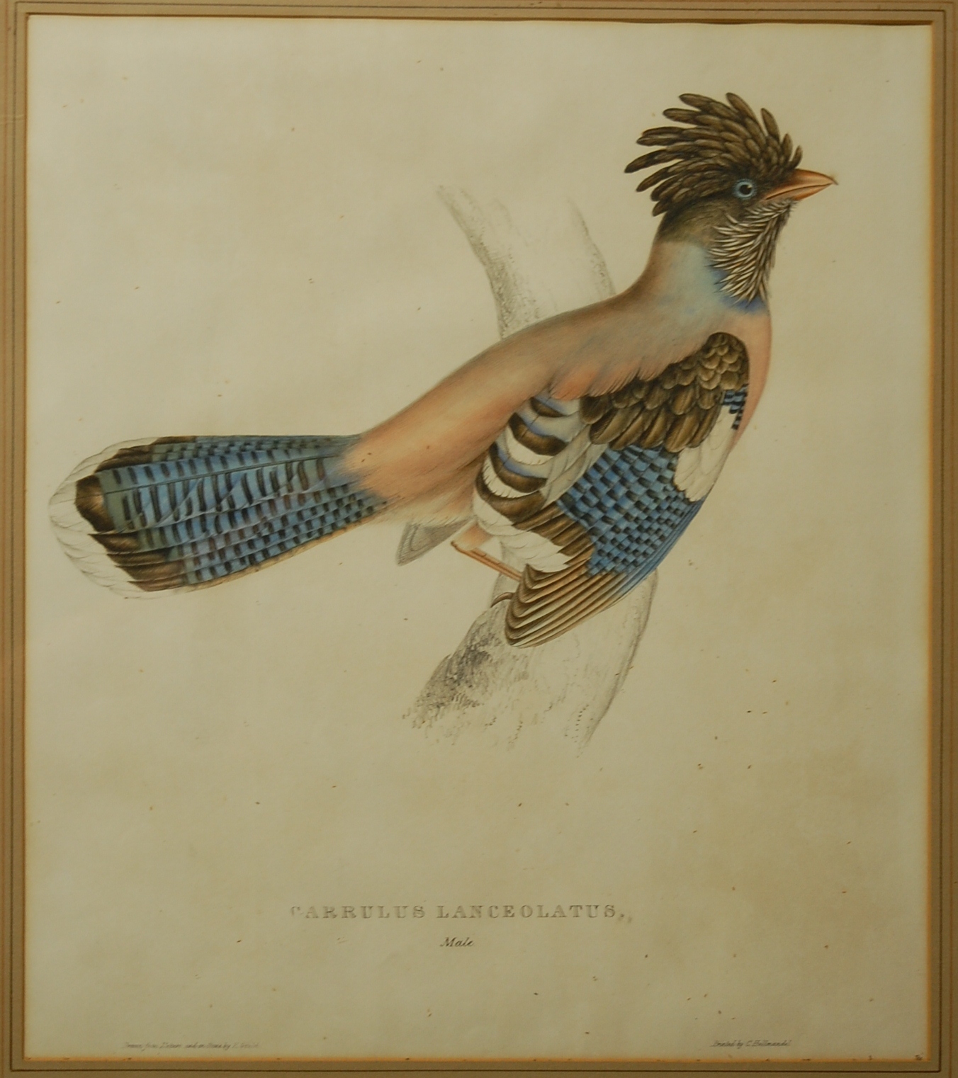 After E Gould - Three colour engravings of exotic birds,