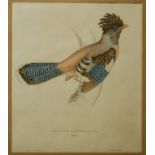 After E Gould - Three colour engravings of exotic birds,