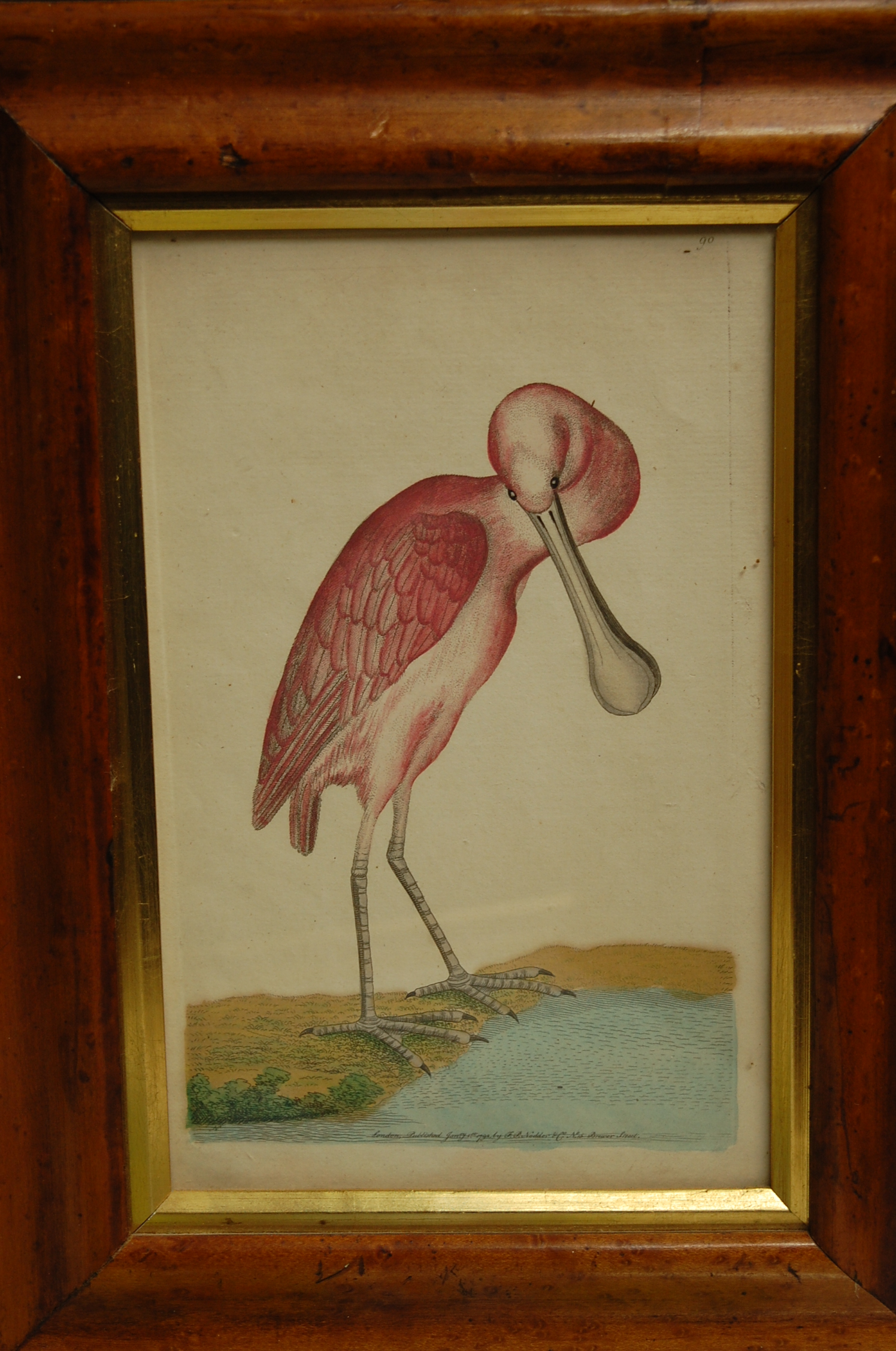 Seven various birds eye maple framed colour engravings of exotic birds,