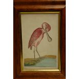Seven various birds eye maple framed colour engravings of exotic birds,