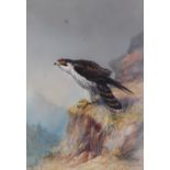 William E Powell (1878-1955) - A survey 'Peregrine Falcon'.