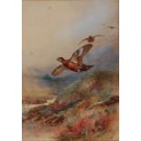 William E Powell (1878-1955) - Grouse in flight, watercolour,  signed lower right,