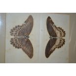 Box containing a group of fifteen 19th Century studies of butterflies and moths,