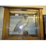 Taxidermy figure of a barn owl in a glazed case,