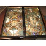 Collection of 19th Century moths and butterflies housed in a hinged mahogany box