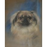 DOROTHY S. HALLETT (Fl.1913-1930) HEAD STUDY OF A PEKINGESE Signed twice (one faint), pastel,