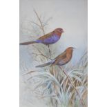 •ROLAND GREEN (1890-1972) VIOLET-CRESTED WAXBILLS; YELLOW-COLLARED IXULUS Two, both signed,