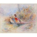 JAMES STINTON WATERCOLOURS - PHEASANTS two framed watercolours, each painted with Pheasants within a