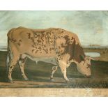 AFTER GEORGE CUITT (1743-1818) THE BLACKWELL OX Engraving with hand colouring by J. Bailey,