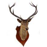 LARGE STAGS HEAD a large 10 point Stags head, mounted on a wooden shield. Shield 67cms high