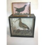CASED MOORHEN - W H EVA, PENZANCE a Moorhen in a glazed and wooden case, with a label for W H Eva