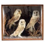 CASED OWLS three small Owls set in a naturalistic background, in a scumbled effect wooden and glazed