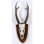 LARGE ANIMAL SKULL & ANTLERS mounted on a wooden shield. 95cms high