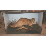 CASED EUROPEAN OTTER (LUTRA-LUTRA) - PRATT & SONS a full mounted European Otter, with a fish under