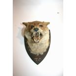 FOX MASK - TAXIDERMY LABEL a Fox mask mounted on an oak shield, with painted information M.H,