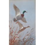 •JOHN CYRIL HARRISON MALLARD LIFTING Signed, watercolour and pencil 22.5 x 13cm.