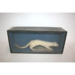 CASED ERMINE/STOAT a stoat with an ermine coat and black tail, in a wooden and glazed case. Case