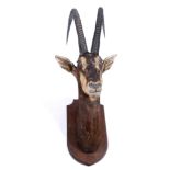 LARGE SABLE ANTELOPE HEAD a large specimen of a Sable Antelope, the head and horns mounted on a
