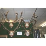 MOUNTED ANTLERS - STAGS 4 sets of Stag antlers, each mounted on wooden shields. Each dated and