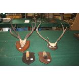 TWO MOUNTED SETS OF ANTLERS both mounted on wooden shields, one marked Flowerdale 1911 and with a