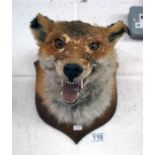 Taxidermy foxes head on wooden plaque