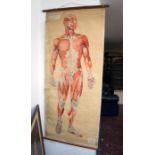 19C anatomical print by Adam, Rouilly & Co