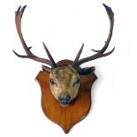 A Victorian mounted stags head on an oak shield mount, h. 84 cm, w.