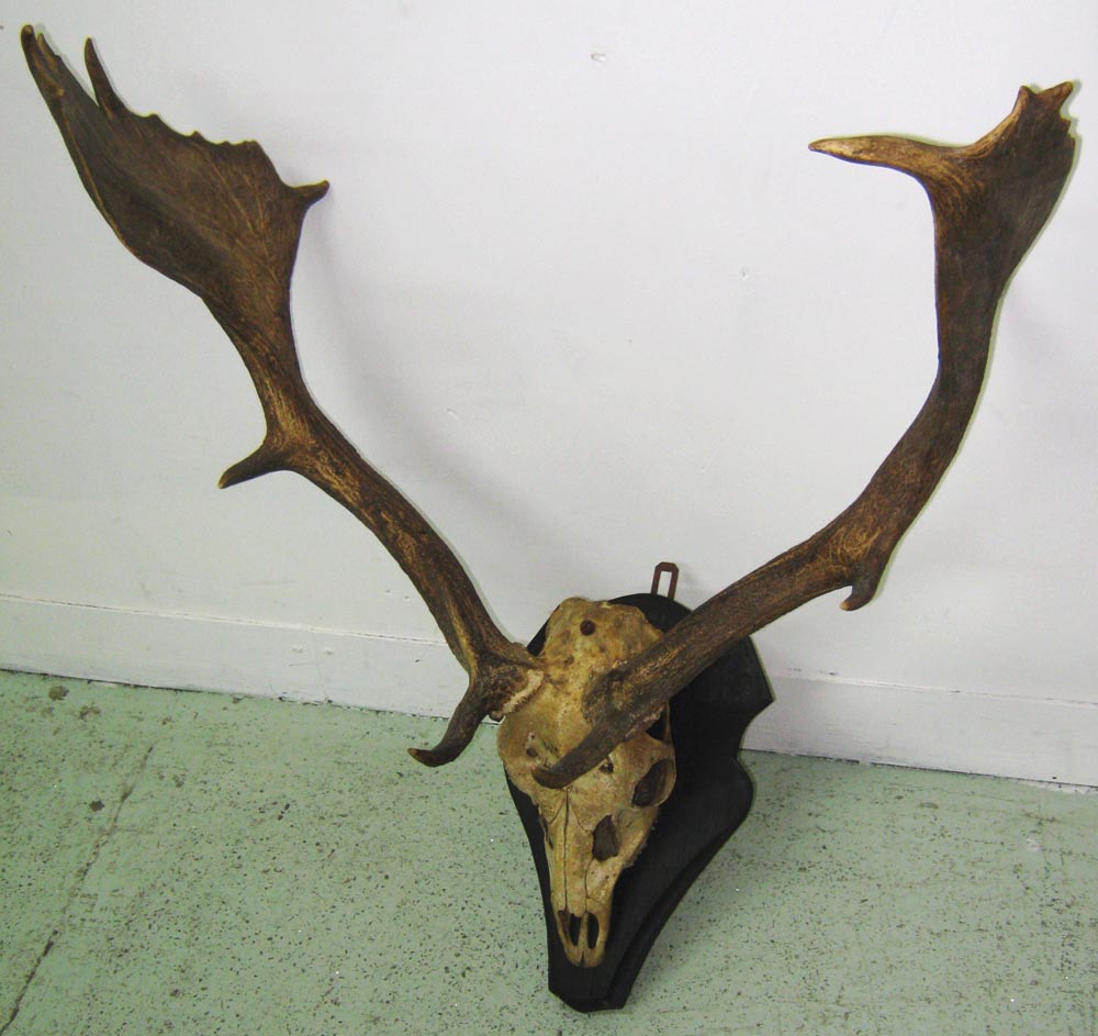 ANTLERS, a pair, Black Forest Region ins