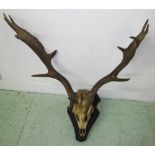 ANTLERS, a pair, similar to lot 458, on