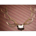 RED DEER ANTLERS, a pair, with twelve po