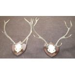 ANTLERS, a pair, mounted on wooden shiel