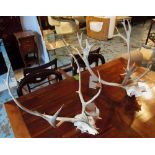 DEER ANTLERS, two pairs, unmounted, appr